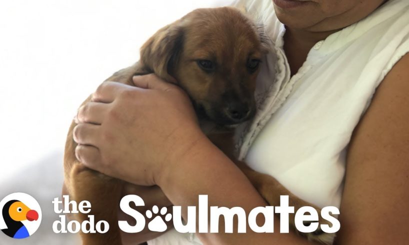 Couple Finds A Stray Puppy On Vacation | The Dodo Soulmates