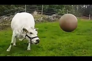 Cow Plays with Pilates Ball