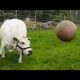 Cow Plays with Pilates Ball