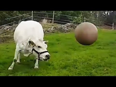 Cow Plays with Pilates Ball