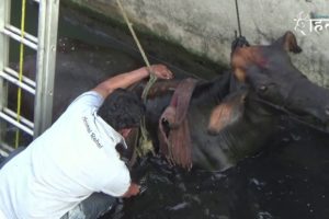 Cow's Dramatic Rescue From 15-Foot Gutter