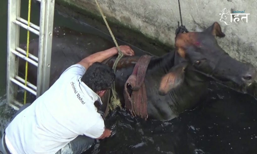 Cow's Dramatic Rescue From 15-Foot Gutter