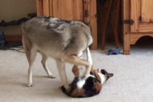 Coyote Plays With Cat