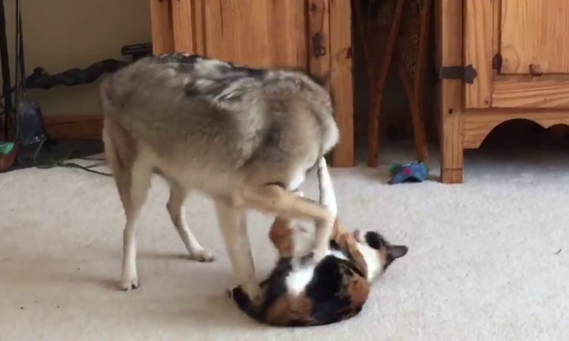 Coyote Plays With Cat