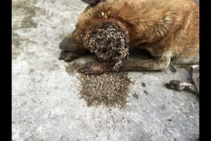 Crawling with MAGGOTS dog rescued with huge wound! #2019