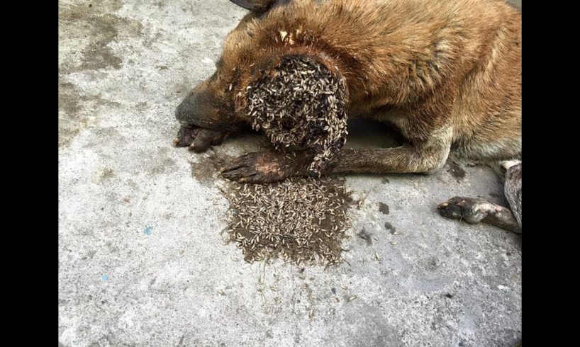 Crawling with MAGGOTS dog rescued with huge wound! #2019