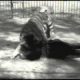 Crazy Girl Fights Tiger (History's Playlist)-Animals