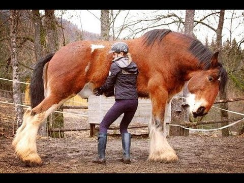 Cute And funny horse Videos Compilation cute moment of the horses - Baby animals #19