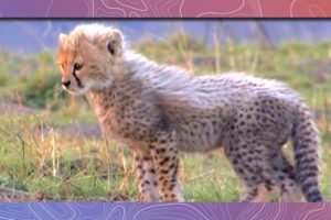Cute Baby African Animals Love to Play | Compilation Video