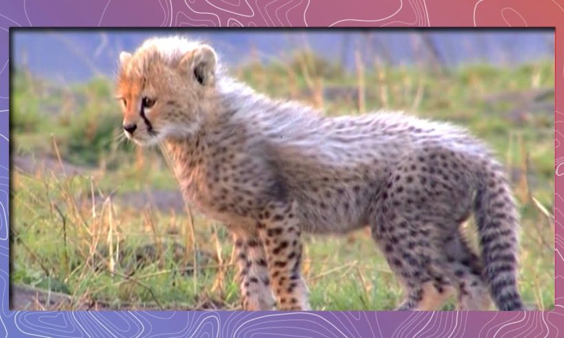 Cute Baby African Animals Love to Play | Compilation Video