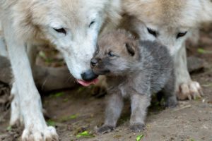 Cute Baby Wolf Puppies Take First Steps