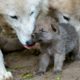 Cute Baby Wolf Puppies Take First Steps