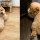 Cute Chow Chow - Chow Chow Puppy - Chow Chow - Chow Chow Dogs compilation #1