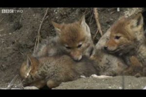 Cute Coyote Pups Emerge From The Den - Natural World: The Last Grizzly Of Paradise Valley - BBC Two