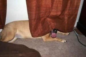 Cute Dog playing Hide and Seek  - Funny Dogs Videos 2019