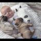 Cute Dogs Babysitting Dog And Baby Sleeping Together Compilation 2017