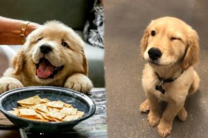 Cute Golden Retriever Puppies Videos Compilation cute moment of puppy - Cutest Golden