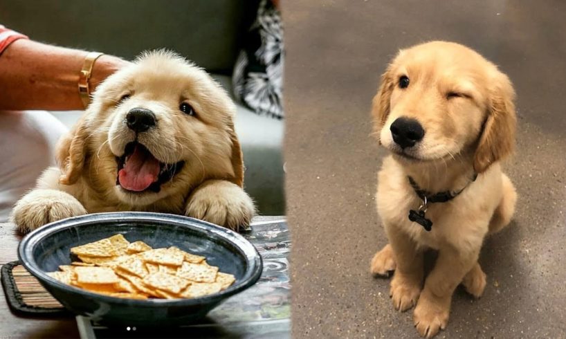 Cute Golden Retriever Puppies Videos Compilation cute moment of puppy - Cutest Golden