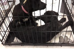 Cute Puppies For Adoption