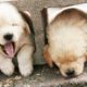Cute Puppies Golden Retriever Video Compilation #5 - Cute Dog Videos