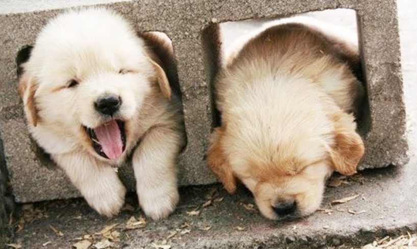 Cute Puppies Golden Retriever Video Compilation #5 - Cute Dog Videos