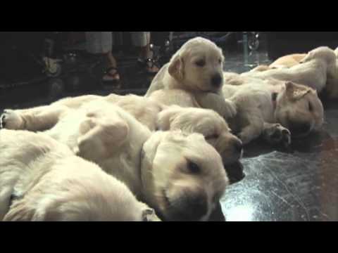 Cute Puppies - Golden Retrievers