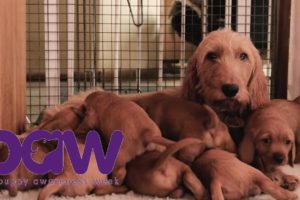 Cute Puppies Playing with Mum | Puppy Awareness Week