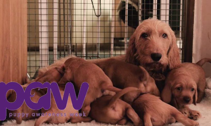 Cute Puppies Playing with Mum | Puppy Awareness Week