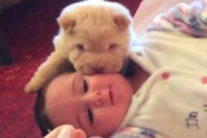 Cute Puppies and Babies Playing Together Compilation 2019 #2
