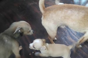 Cute Puppies. 4 generations goofing around.