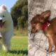 Cute Puppy Videos Compilation - Cutest Puppies Will Melt Your Heart