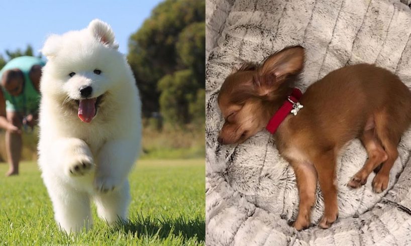 Cute Puppy Videos Compilation - Cutest Puppies Will Melt Your Heart