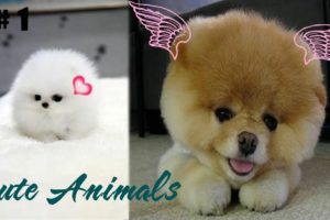 Cute baby animals - Cutest moments of puppies, kittens and pets
