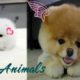 Cute baby animals - Cutest moments of puppies, kittens and pets