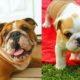 Cute is not enough ❤️ Cute and Funny English Bulldogs doing funny things # 3