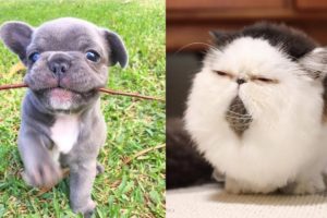 Cute moments of puppies, kittens - Cutest baby animals