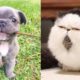 Cute moments of puppies, kittens - Cutest baby animals