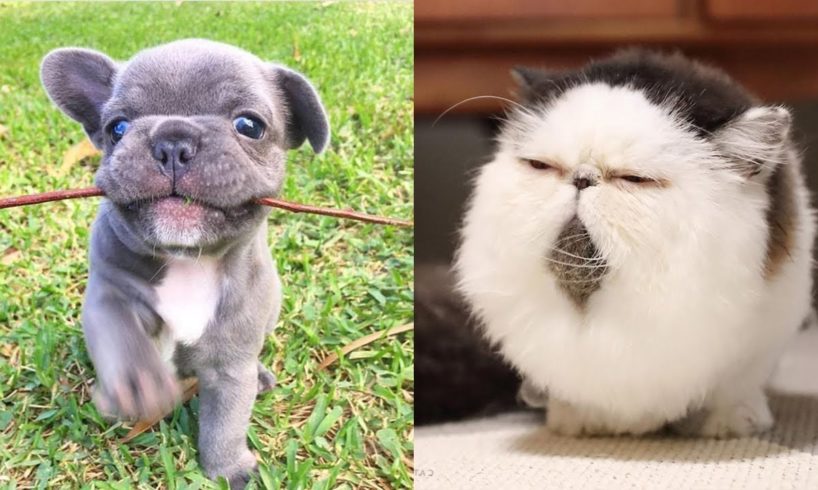 Cute moments of puppies, kittens - Cutest baby animals