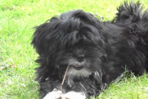 Cute puppies (lhasa apso) playing and fighting