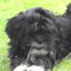 Cute puppies (lhasa apso) playing and fighting