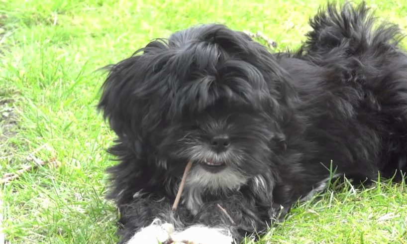 Cute puppies (lhasa apso) playing and fighting