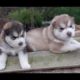 Cute puppies playing - Những chú chó con dễ thương nhất hành tinh