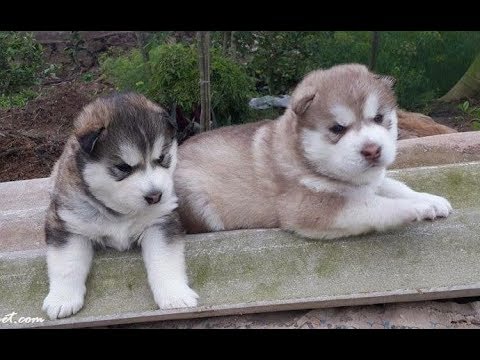 Cute puppies playing - Những chú chó con dễ thương nhất hành tinh