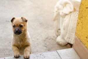 Cute puppies playing in the garden