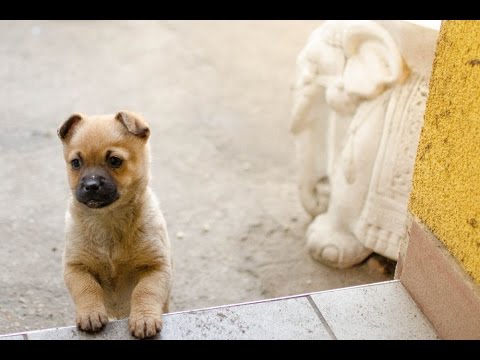 Cute puppies playing in the garden