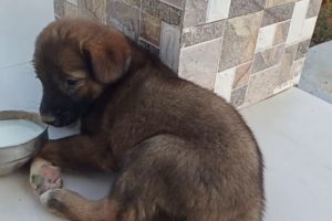 Cute stray puppy || without mother || this video will make you cry