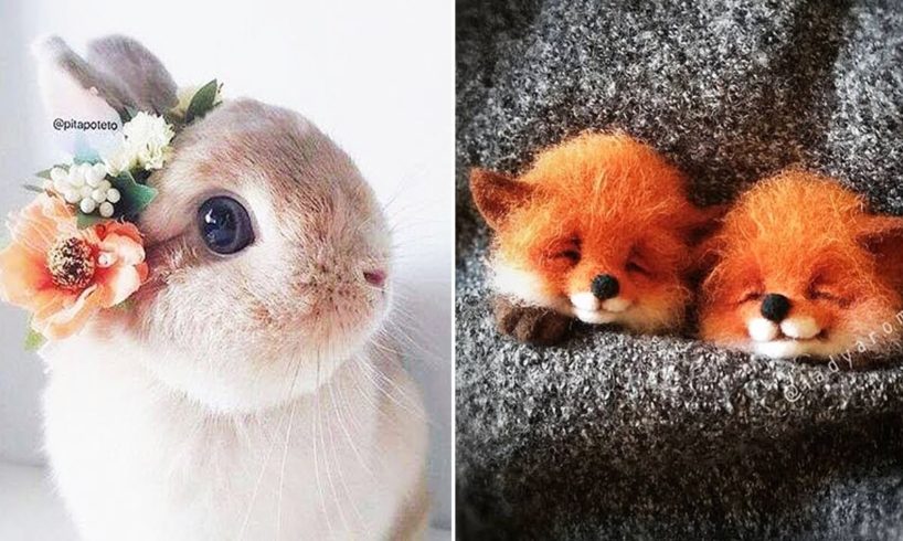 Baby Animals Pictures Cute Contoh Soal Pelajaran Puisi Dan Pidato Populer Baby Animals Pictures Cute Contoh Soal Pelajaran Puisi Dan Pidato Populer