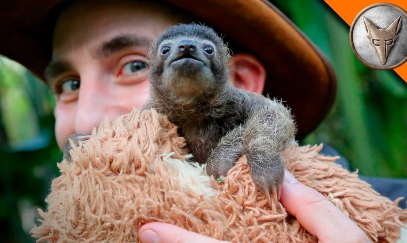 Cutest Baby Sloth EVER!