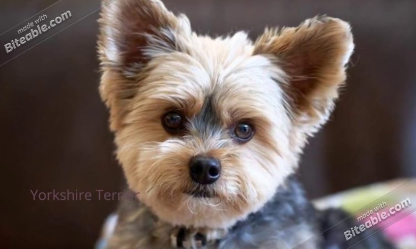 Cutest Dog Breeds