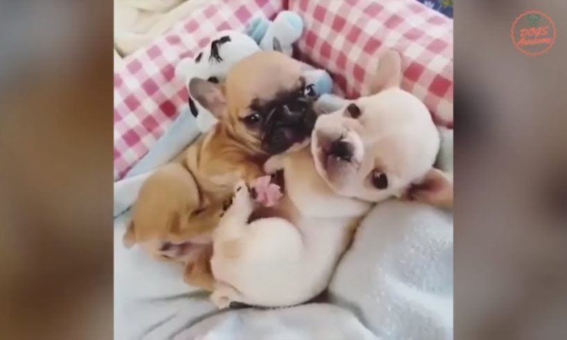 Cutest French Bulldog   Funny and Cute French Bulldog Puppies 2019 #20